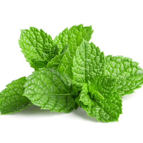 Mint Botanical Image